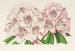 Rhododendron Bijou de Gand ibrido - Charles Antoine Lemaire — vista dell’opera
