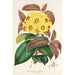 Rhododendron Boothii - Charles Antoine Lemaire — vista dell’opera