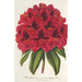 Rhododendron Duc Adolphe de Nassau - Charles Antoine Lemaire — vista dell’opera