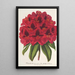 Rhododendron Duc Adolphe de Nassau - Charles Antoine Lemaire — quadro incorniciato alla parete