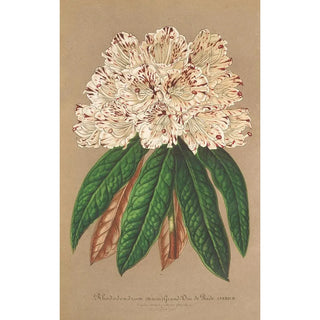 Charles Antoine Lemaire - Rhododendrum Grand Duc de Bade.webp