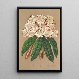Charles Antoine Lemaire - Rhododendrum Grand Duc de Bade.webp
