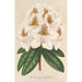 Riproduzione del dipinto Rhododendron Minnie - Charles Antoine Lemaire