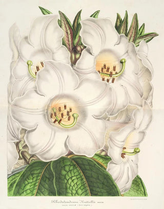 Charles Antoine Lemaire - Rhododendrum Nuttallii.webp