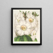 Rhododendron Nuttallii - Charles Antoine Lemaire — quadro incorniciato alla parete