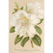 Rhododendron Sesterianum ibrido - Charles Antoine Lemaire — vista dell’opera