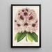 Rhododendron Verschaffeltii - Charles Antoine Lemaire — quadro incorniciato alla parete