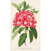 Riproduzione del dipinto Rhododendron azaleoides var. crispinorum - Charles Antoine Lemaire