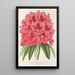 Riproduzione del dipinto Rhododendron formosum - Charles Antoine Lemaire