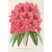 Riproduzione del dipinto Rhododendron formosum - Charles Antoine Lemaire