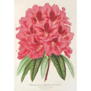 Charles Antoine Lemaire - Rhododendrum formosum.webp