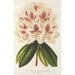 Rhododendron ibrido Baron Osy - Charles Antoine Lemaire — vista dell’opera
