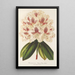 Rhododendron ibrido Baron Osy - Charles Antoine Lemaire — quadro incorniciato alla parete