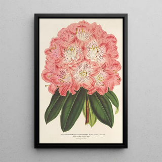 Charles Antoine Lemaire - Rhododendrum hybridum Duchesse de Nassau.webp