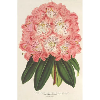 Charles Antoine Lemaire - Rhododendrum hybridum Duchesse de Nassau.webp