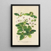 Rhododendron jasminiflorum - Charles Antoine Lemaire — quadro incorniciato alla parete