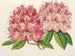 Rhododendron omniguttatum ibrido - Charles Antoine Lemaire — vista dell’opera