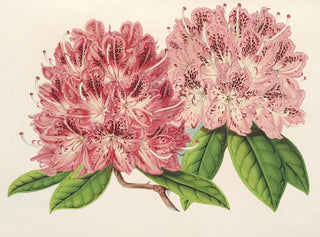 Charles Antoine Lemaire - Rhododendrum omniguttatum hybride.webp