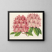 Rhododendron omniguttatum ibrido - Charles Antoine Lemaire — quadro incorniciato alla parete