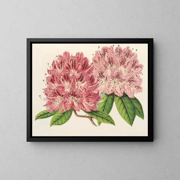 Rhododendron omniguttatum ibrido - Charles Antoine Lemaire — quadro incorniciato alla parete