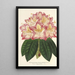 Riproduzione del dipinto Rhododendron ornatissimum ibrido - Charles Antoine Lemaire