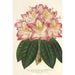 Riproduzione del dipinto Rhododendron ornatissimum ibrido - Charles Antoine Lemaire