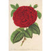 Rose Duchesse de Mdina - Charles Antoine Lemaire — vista dell’opera
