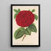 Rose Duchesse de Mdina - Charles Antoine Lemaire — quadro incorniciato alla parete