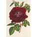 Riproduzione del dipinto Rosa Imperatore del Messico in fiore - Charles Antoine Lemaire