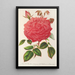 Riproduzione del dipinto Rose Île Bourbon var. Souvenir de la Malmaison à fleurs roses - Charles Antoine Lemaire