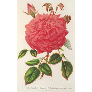 Charles Antoine Lemaire - Rose IleBourbon var Souvenir de la Malmaison a fleurs roses.webp