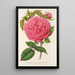 Riproduzione del dipinto Rose Madame Furtado - Charles Antoine Lemaire