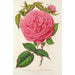 Riproduzione del dipinto Rose Madame Furtado - Charles Antoine Lemaire