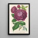 Rosa Regina delle Violettes - Charles Antoine Lemaire — quadro incorniciato alla parete