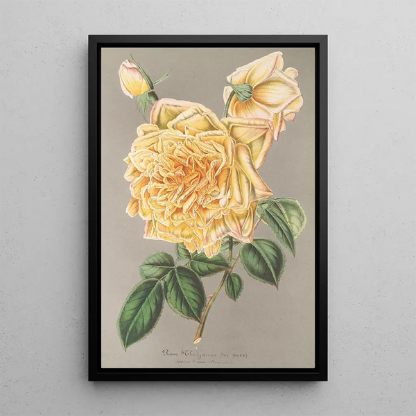 Charles Antoine Lemaire - Rose Th Jaune dor.webp