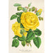 Riproduzione del dipinto Rose Thé Isabelle Grey - Charles Antoine Lemaire