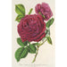 Rose Triomphe d'Amiens - Charles Antoine Lemaire — vista dell’opera