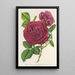 Rose Triomphe d'Amiens - Charles Antoine Lemaire — quadro incorniciato alla parete