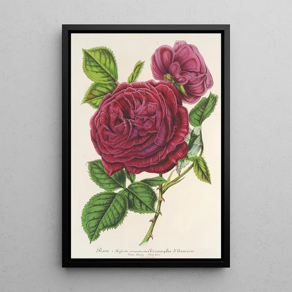 Charles Antoine Lemaire - Rose Triomphe dAmiens.webp