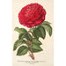 Rose Hybride Remontant Monsieur Journeaux - Charles Antoine Lemaire — vista dell’opera