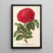 Rose Hybride Remontant Monsieur Journeaux - Charles Antoine Lemaire — quadro incorniciato alla parete