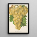 Riproduzione del dipinto Raisin Royal Vineyard - Charles Antoine Lemaire