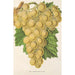 Riproduzione del dipinto Raisin Royal Vineyard - Charles Antoine Lemaire