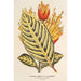 Riproduzione del dipinto Sanchezia nobilis var. glaucophylla - Charles Antoine Lemaire