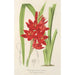 Schizostylis coccinea W. H. Harvey - Charles Antoine Lemaire — vista dell’opera