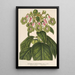Riproduzione del dipinto Sciadocalyx digitaliflora - Charles Antoine Lemaire