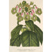 Riproduzione del dipinto Sciadocalyx digitaliflora - Charles Antoine Lemaire