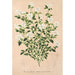 Riproduzione del dipinto Serissa foetida - Charles Antoine Lemaire