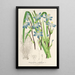 Riproduzione del dipinto Sisyrinchium multiflorum - Charles Antoine Lemaire