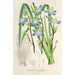 Riproduzione del dipinto Sisyrinchium multiflorum - Charles Antoine Lemaire